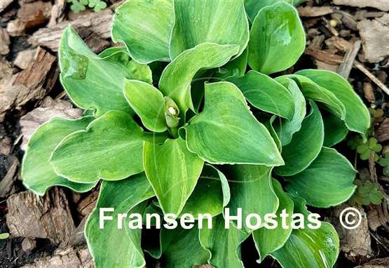 Hosta Danish Mouse